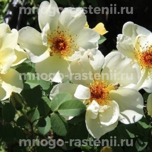 Саженцы розы Айша