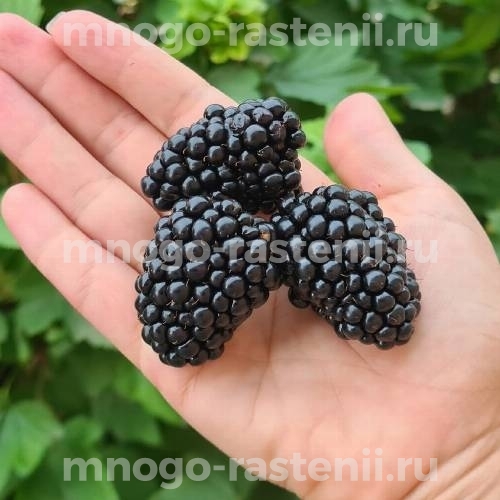 Саженцы ежевики Прайм Арк Фридом