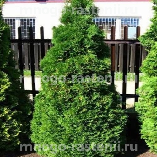 Саженцы туи западной Холмструп