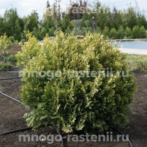 Саженцы туи западной Столвик
