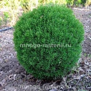 Туя западная Тедди