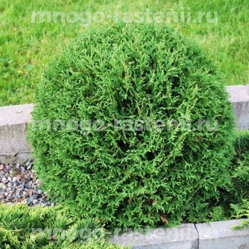 Саженцы туи западной Тини Тим