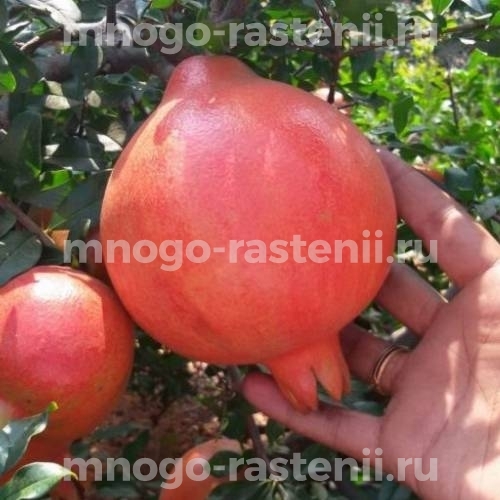Саженцы граната Ахмар