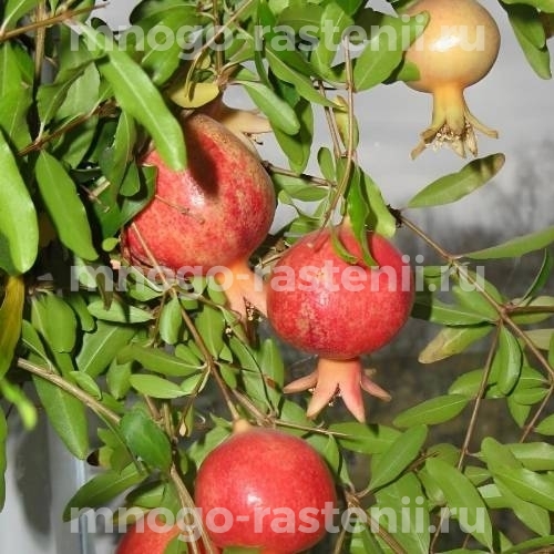  Саженцы граната Карфаген