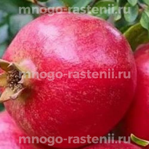 Саженцы граната Шароли