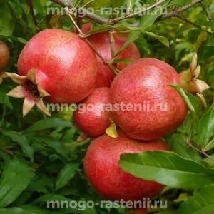 Гранат Гюлоша розовая
