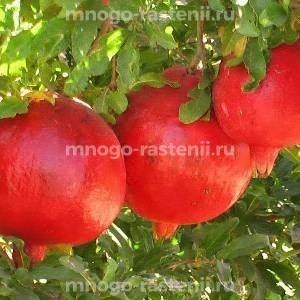 Гранат Ак Дона