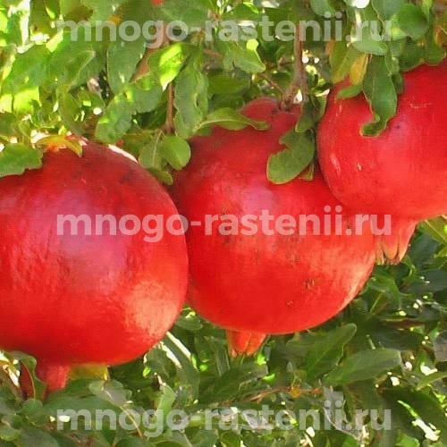 Саженцы граната Ак Дона