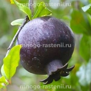 Гранат Восьмой шар