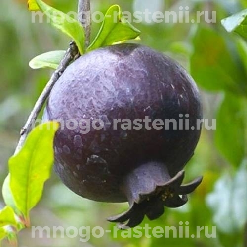 Саженцы граната Восьмой шар