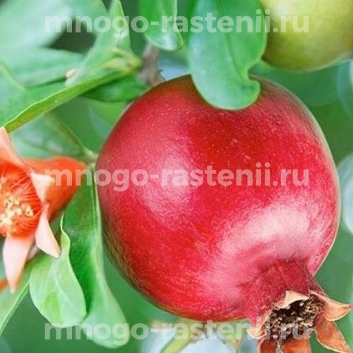 Саженцы граната Казачок