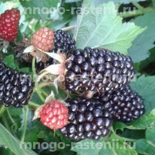 Саженцы ежевики Вальдо