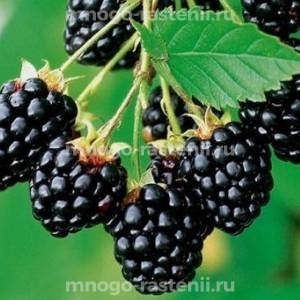 Ежевика Биг Макс XXL
