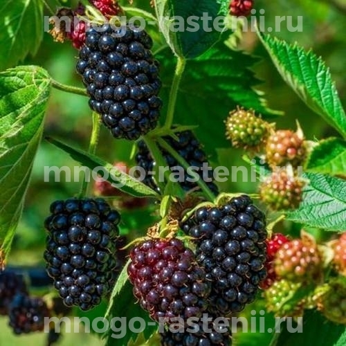 Саженцы ежевики Вальдо