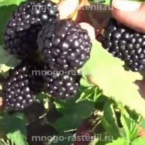 Ежевика Искорка