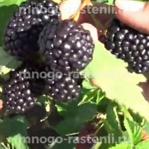Саженцы ежевики Искорка