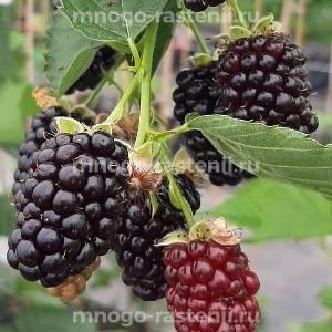Ежевика Глория