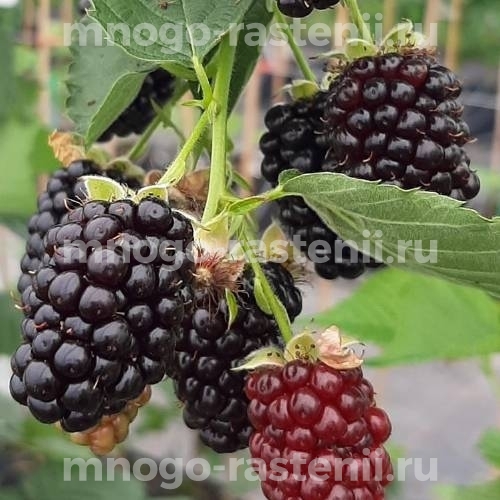 Саженцы ежевики Глория