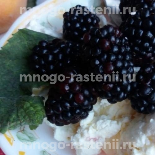Саженцы ежевики Галант