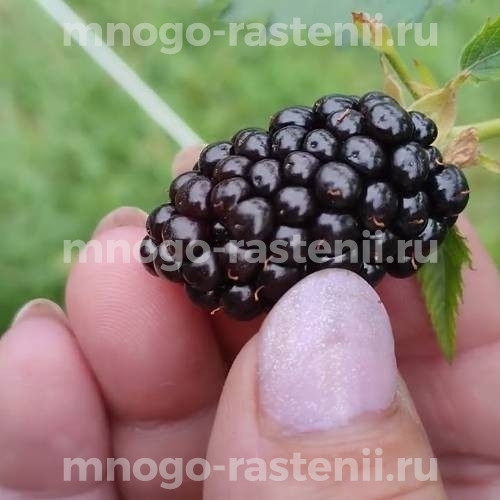 Саженцы ежевики Глория