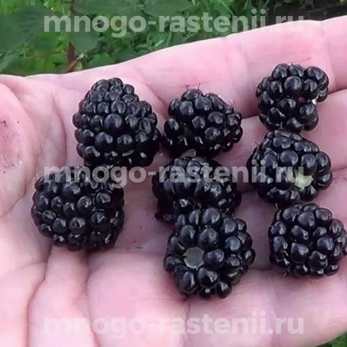 Саженцы ежевики Газда