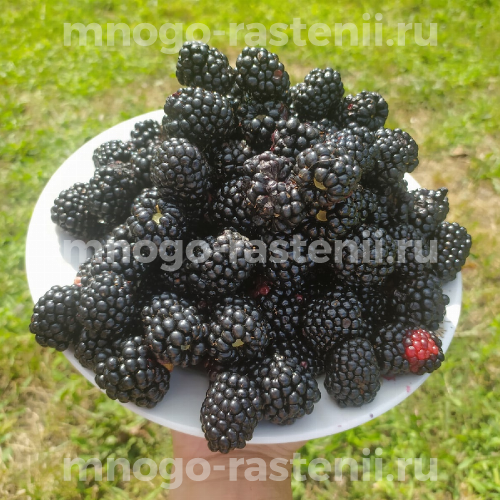 Саженцы ежевики Вон