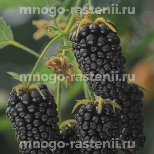 Саженцы ежевики Виктория