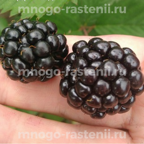 Саженцы ежевики Блэк Перл