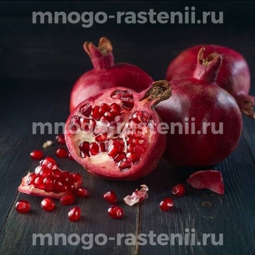 Саженцы граната Лазанский