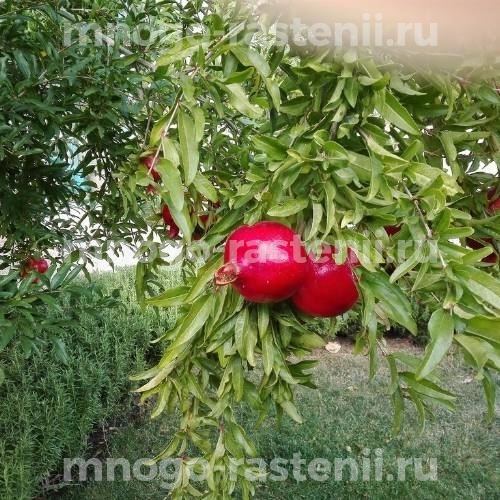 Саженцы граната Сионского