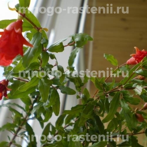 Саженцы граната Оранжевый мастер