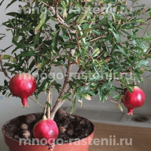 Саженцы граната Бейби