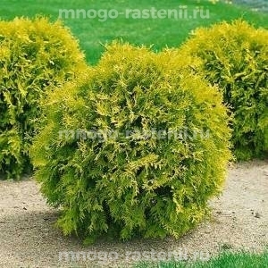 Туя западная Мириам