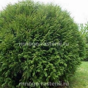 Туя западная Литл Чемпион