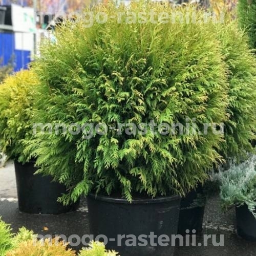 Саженцы туи западной Литл Чемпион