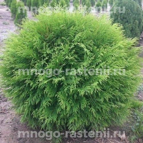 Саженцы туи западной Литл Чемпион