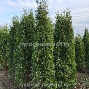 Туя западная Колумна