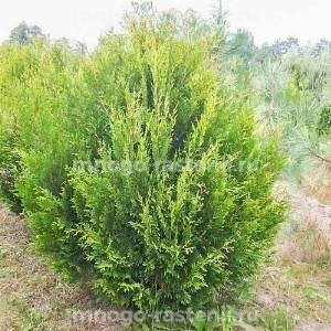 Туя складчатая Корник