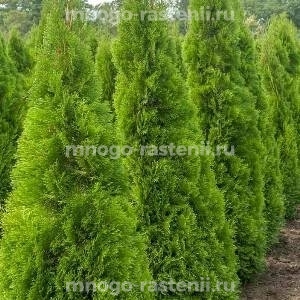 Туя западная Кубанский изумруд
