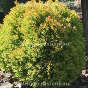 Туя западная Анниек 