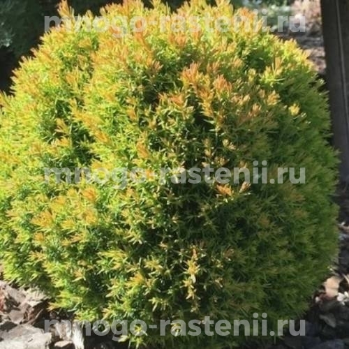 Саженцы туи западной Анниек