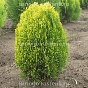Туя западная Ауреа Нана