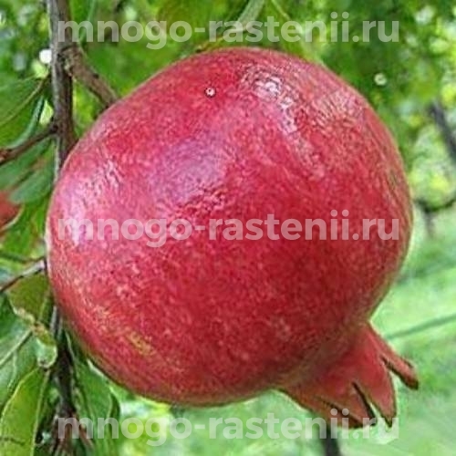 Саженцы граната Гюлоша красная