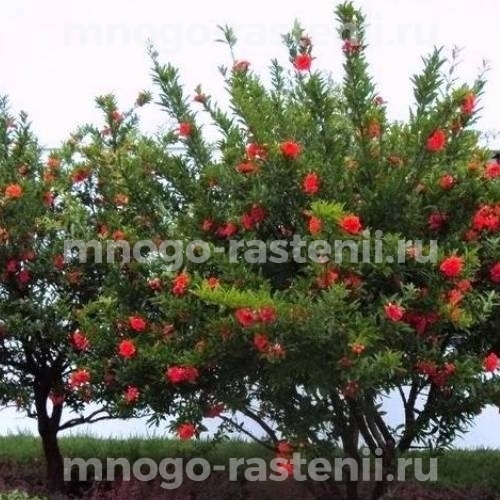 Саженцы граната Чингил