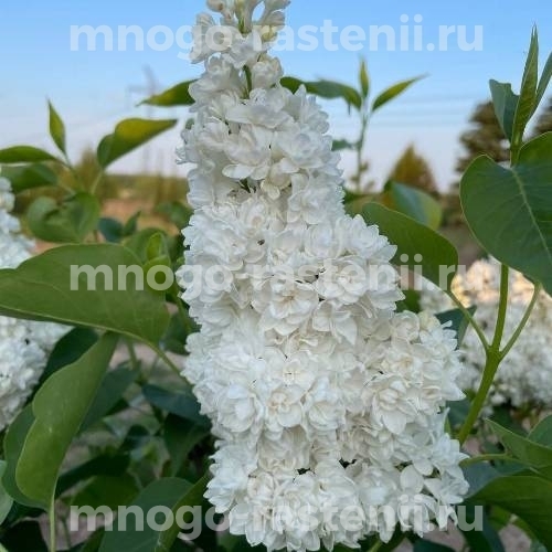 Саженцы сирени Русский Север