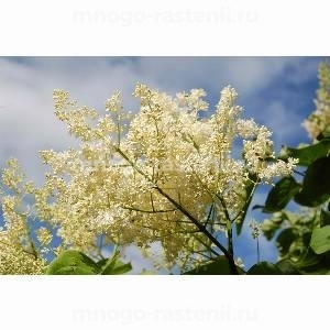 Сирень сетчатая (Японская)