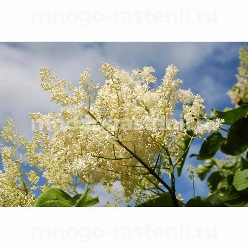 Саженцы сирени сетчатая (Японская)