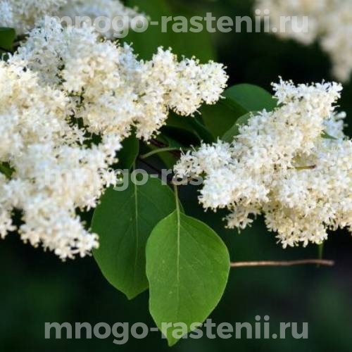 Саженцы сирени сетчатая (Японская)
