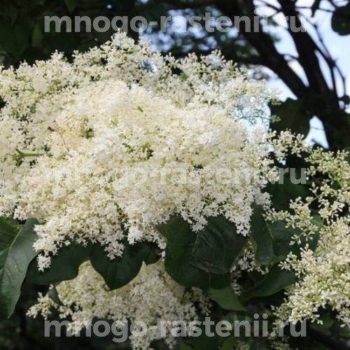 Саженцы сирени сетчатая (Японская)
