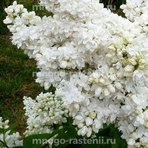 Сирень Сувенир Алисы Хардинг